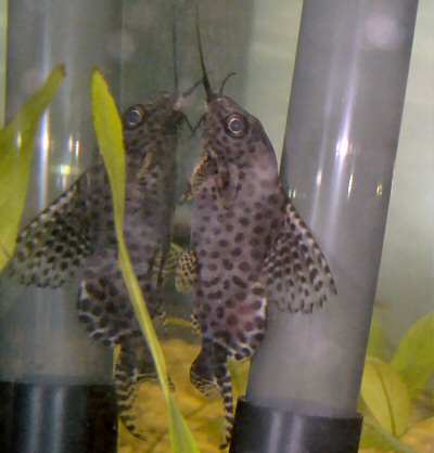 Synodontis eupterus