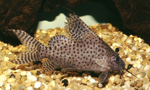 Synodontis eupterus