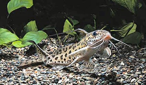 Synodontis filamentosus 