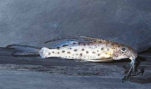 Synodontis filamentosus