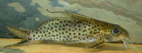 Synodontis filamentosus