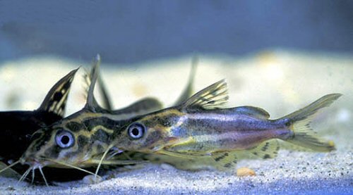 Synodontis flavitaeniatus