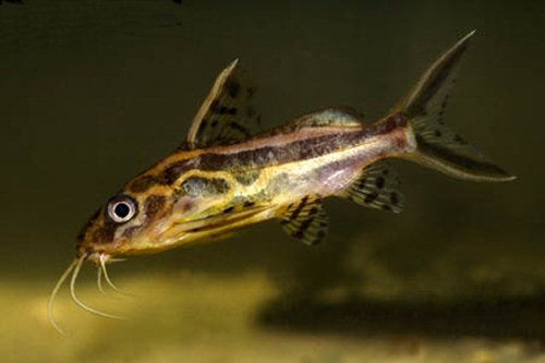 Synodontis flavitaeniatus