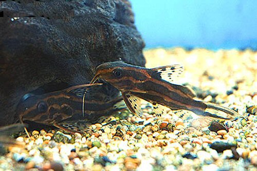 Synodontis flavitaeniatus 