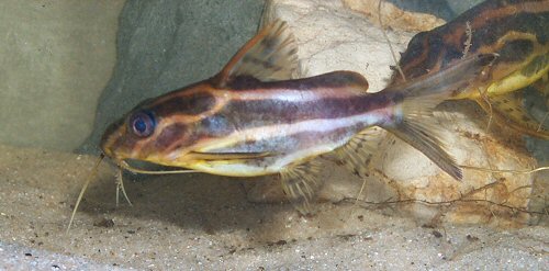 Synodontis flavitaeniatus