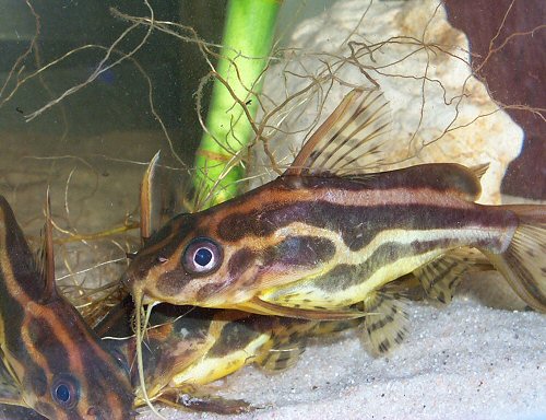 Synodontis flavitaeniatus