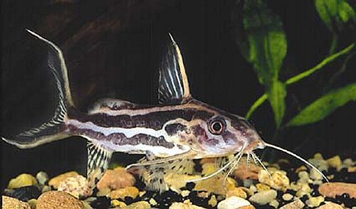 Synodontis flavitaeniatus