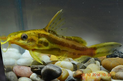 Synodontis flavitaeniatus 