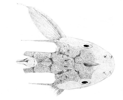 Synodontis frontosus - head view