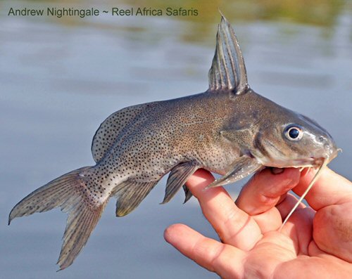 Synodontis frontosus - From Uganda, Murchison Nile