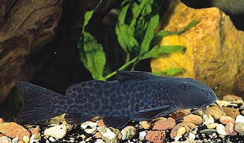 Synodontis gobroni 