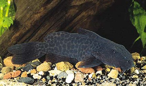 Synodontis gobroni 