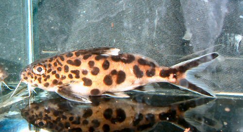 Synodontis grandiops