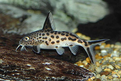 Synodontis grandiops 