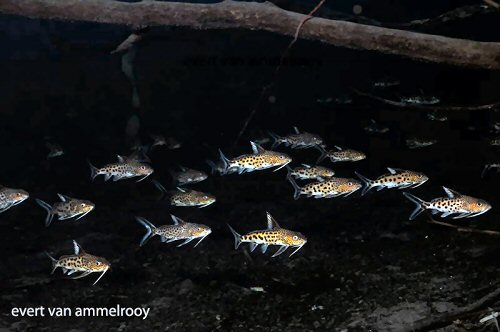 Synodontis grandiops  = shoal in Lake Tanganyika