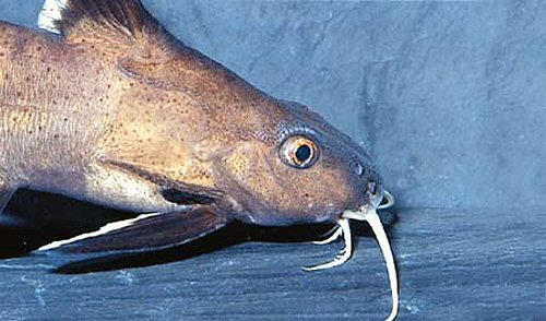 Synodontis granulosus = head view