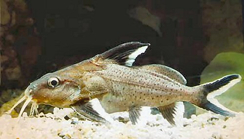 Synodontis granulosus = sub-adult