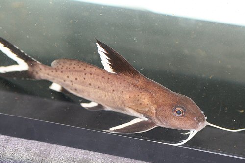 Synodontis granulosus = juvenile