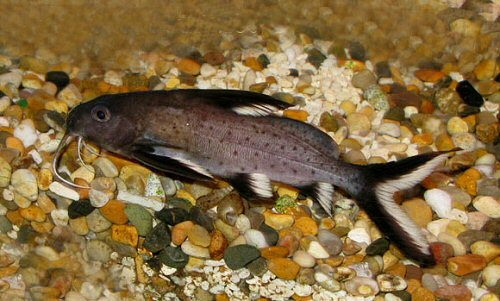 Synodontis granulosus