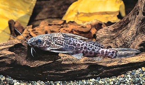 Synodontis greshoffi 