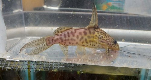 Synodontis greshoffi