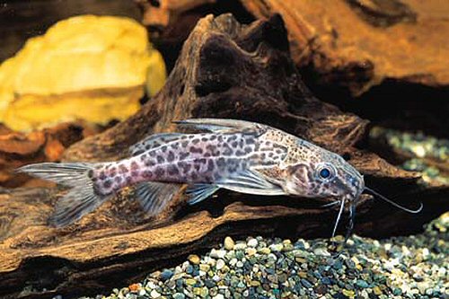 Synodontis greshoffi 