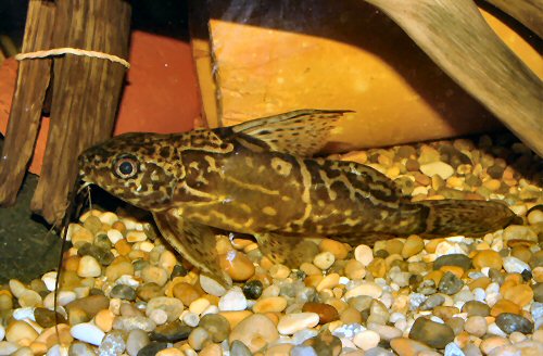 Synodontis greshoffi