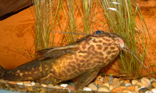 Synodontis greshoffi  = showing belly pattern