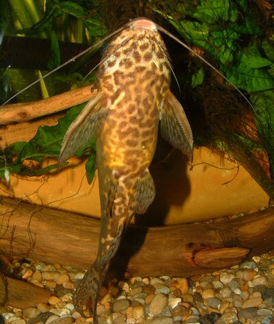 Synodontis greshoffi 