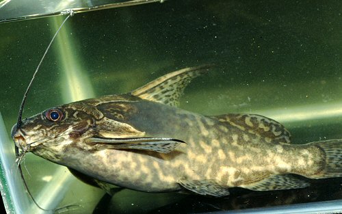 Synodontis greshoffi 