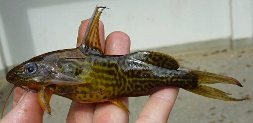 Synodontis greshoffi  = From the Tshopo River. D.R. Congo.