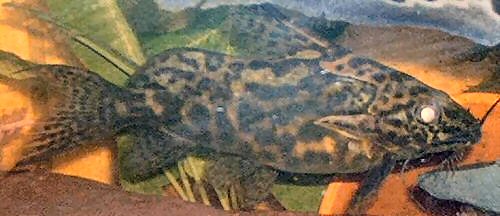 Synodontis greshoffi