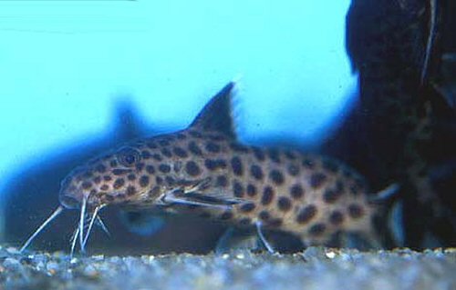 Synodontis irsacae