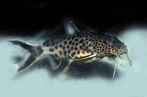 Synodontis irsacae