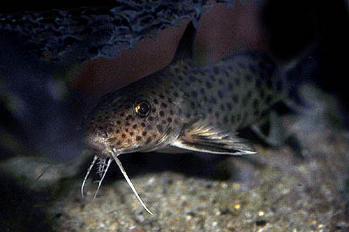 Synodontis irsacae 