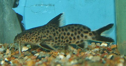 Synodontis irsacae