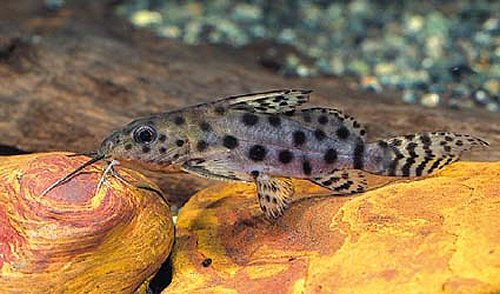 Synodontis katangae