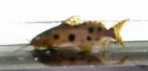 Synodontis katangae