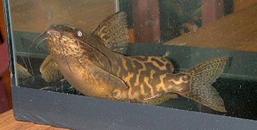 Synodontis koensis 