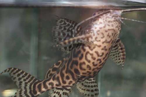 Synodontis koensis