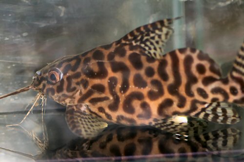 Synodontis koensis 