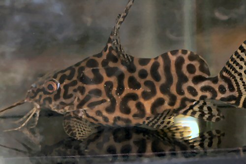 Synodontis koensis 