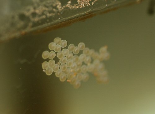 Eggs - 1.8mm.