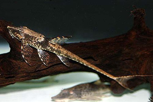 Sturisomatichthys leightoni 