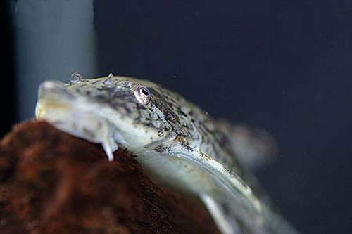 Sturisomatichthys leightoni  = head view