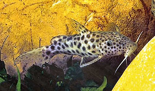 Synodontis longirostris 