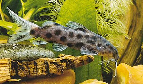 Synodontis longirostris 