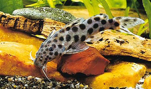 Synodontis longirostris 