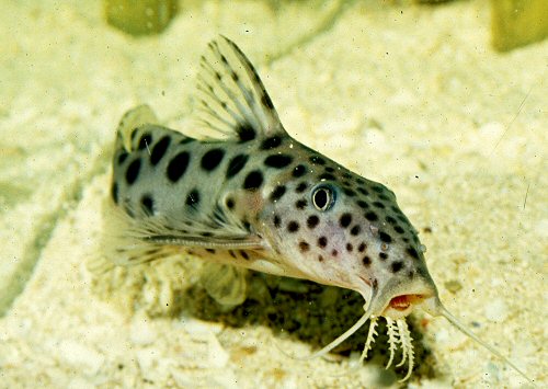 Synodontis longirostris 