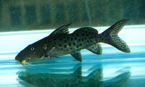 Synodontis longirostris 